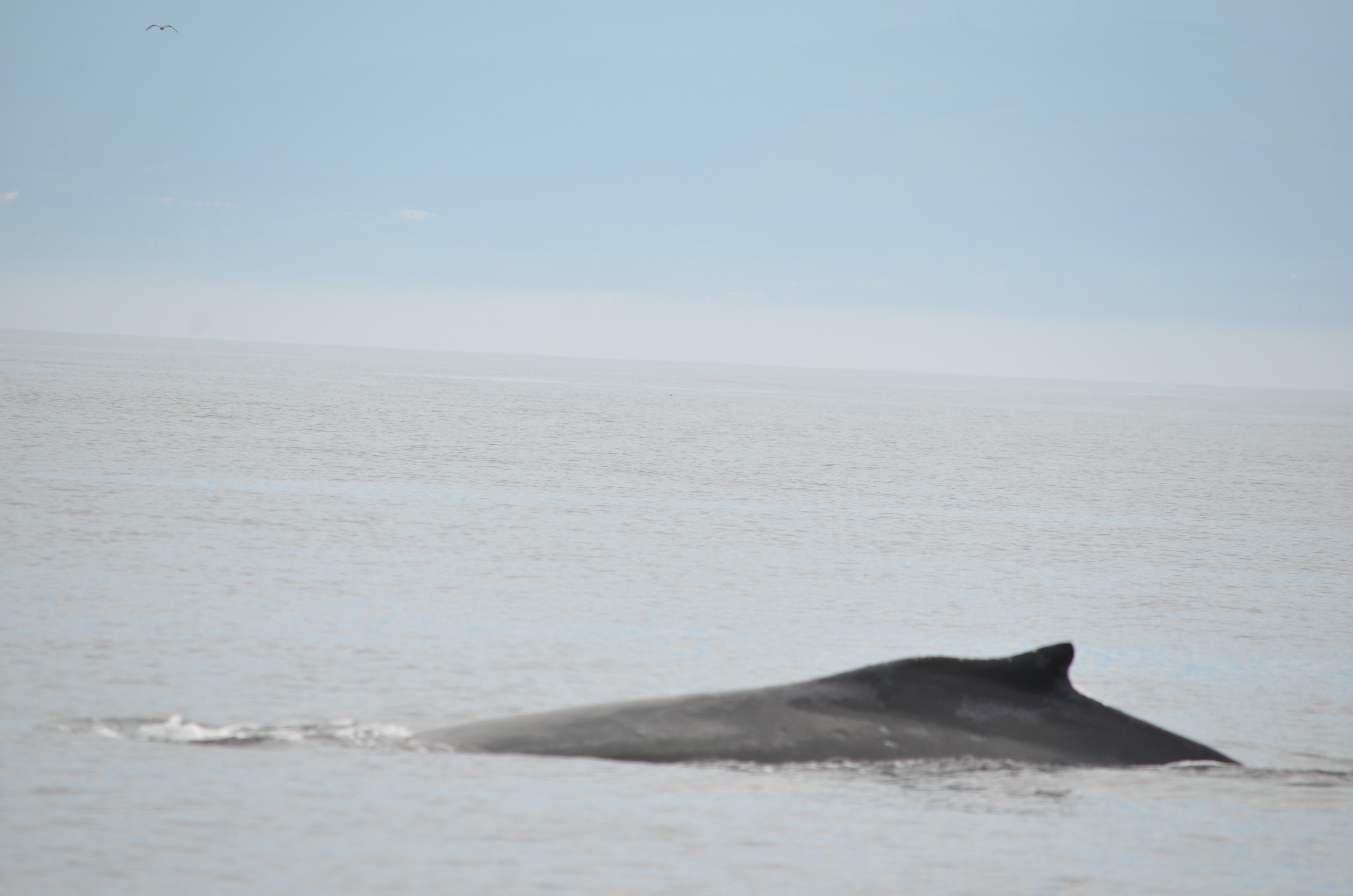photos/wildlife/Mammal_Species/Humpback Whale/DSC_0071.JPG